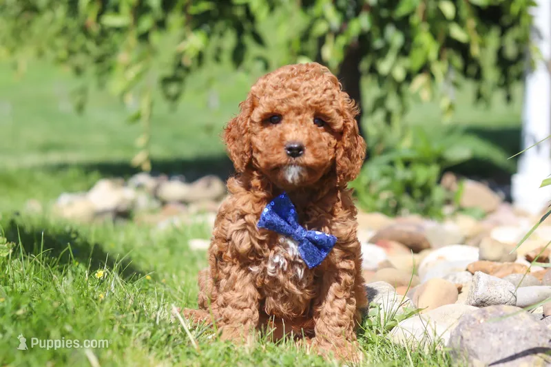 Carter – Goldendoodle puppy for sale in Sugarcreek, OH