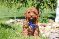 Carter, a male Goldendoodle for sale in Sugarcreek, OH – 1 of 5