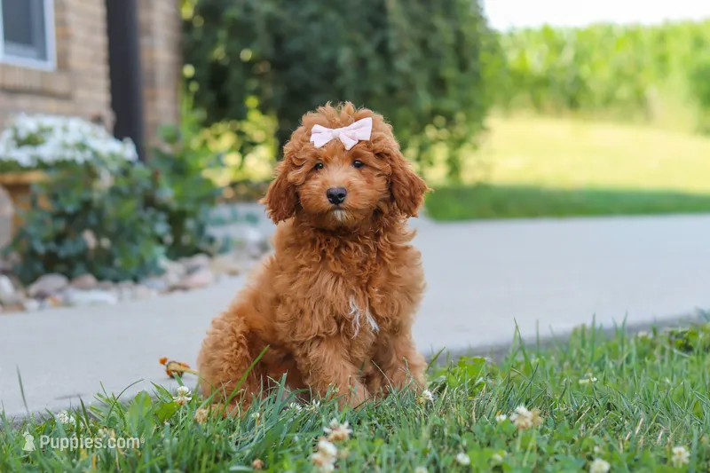 Felecia – Cavapoo puppy for sale in Sugarcreek, OH