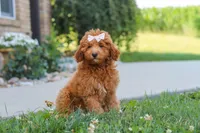 Felecia, a female Cavapoo for sale in Sugarcreek, OH – 1 of 5
