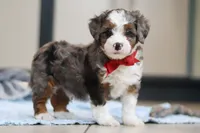 Porter, a male Miniature Bernedoodle for sale in Sugarcreek, OH – Photo 1 of 4