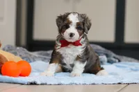 Porter, a male Miniature Bernedoodle for sale in Sugarcreek, OH – Photo 2 of 4
