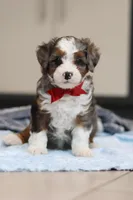Porter, a male Miniature Bernedoodle for sale in Sugarcreek, OH – Photo 3 of 4