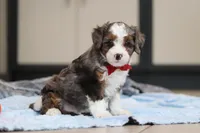 Porter, a male Miniature Bernedoodle for sale in Sugarcreek, OH – Photo 4 of 4