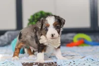 Porter, a male Miniature Bernedoodle for sale in Sugarcreek, OH – Photo 4 of 6