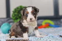 Porter, a male Miniature Bernedoodle for sale in Sugarcreek, OH – Photo 5 of 6