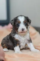 Porter, a male Miniature Bernedoodle for sale in Sugarcreek, OH – Photo 1 of 6