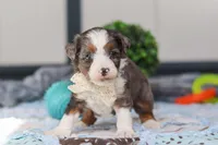Porter, a male Miniature Bernedoodle for sale in Sugarcreek, OH – Photo 2 of 6
