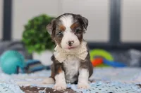 Porter, a male Miniature Bernedoodle for sale in Sugarcreek, OH – Photo 3 of 6