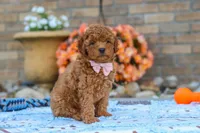 Fletcher, a male Cavapoo for sale in Sugarcreek, OH – 2 of 6