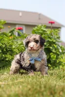 Gabe, a male Miniature Bernedoodle for sale in Sugarcreek, OH – 6 of 7