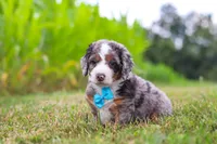 Hawk, a male Miniature Bernedoodle for sale in Sugarcreek, OH – 4 of 6