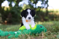 Ice, a male Miniature Bernedoodle for sale in Sugarcreek, OH – 2 of 7
