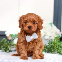 Irwin, a male Cavapoo for sale in Sugarcreek, OH – Photo 1 of 5