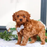 Irwin, a male Cavapoo for sale in Sugarcreek, OH – Photo 4 of 5