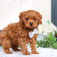 Irwin, a male Cavapoo for sale in Sugarcreek, OH – Photo 5 of 5