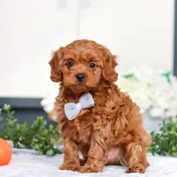 Irwin, a male Cavapoo for sale in Sugarcreek, OH – Photo 2 of 5