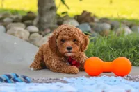 Finn, a male Cavapoo for sale in Sugarcreek, OH – 4 of 7