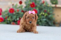 Nala, a female Poodle - Miniature  for sale in Sugarcreek, OH – 7 of 10