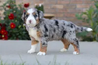 Mack, a male Miniature Bernedoodle for sale in Sugarcreek, OH – 4 of 6