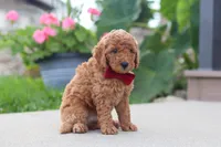 Kade, a male Miniature Labradoodle for sale in Sugarcreek, OH – 4 of 6
