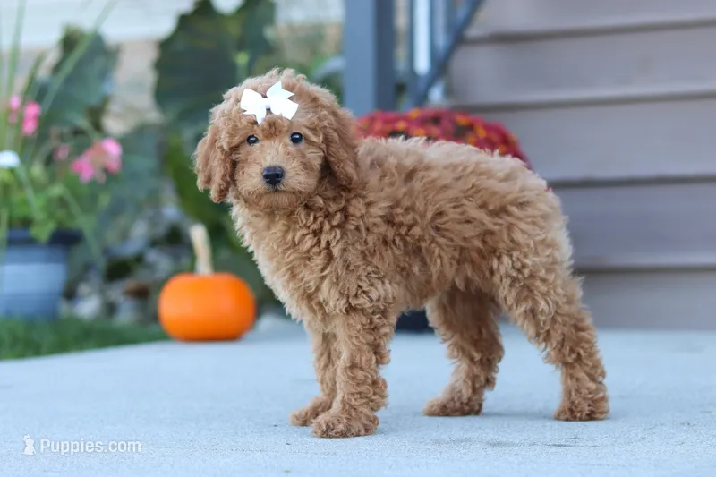 Juliet – Miniature Labradoodle puppy for sale in Sugarcreek, OH
