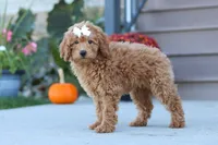 Juliet, a female Miniature Labradoodle for sale in Sugarcreek, OH – 1 of 8