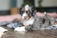 Dylan, a male Miniature Bernedoodle for sale in Sugarcreek, OH – 3 of 9