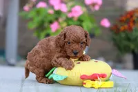 Newton, a male Poodle - Miniature  for sale in Sugarcreek, OH – 3 of 8