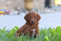 Emily, a female Miniature Goldendoodle for sale in Sugarcreek, OH – 2 of 5