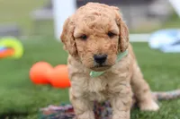 Tyron, a male Miniature Labradoodle for sale in Sugarcreek, OH – Photo 8 of 10