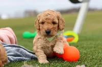 Tyron, a male Miniature Labradoodle for sale in Sugarcreek, OH – Photo 10 of 10