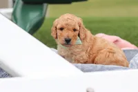 Tyron, a male Miniature Labradoodle for sale in Sugarcreek, OH – Photo 5 of 10