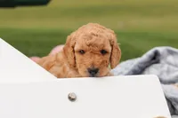 Tyron, a male Miniature Labradoodle for sale in Sugarcreek, OH – Photo 2 of 10