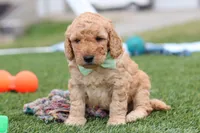 Tyron, a male Miniature Labradoodle for sale in Sugarcreek, OH – Photo 1 of 10