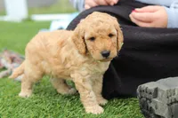 Tyron, a male Miniature Labradoodle for sale in Sugarcreek, OH – Photo 3 of 10