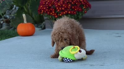 Juliet, a female Miniature Labradoodle for sale in Sugarcreek, OH – 8 of 8