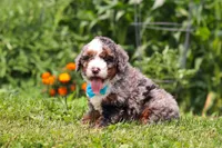 Gunner, a male Miniature Bernedoodle for sale in Sugarcreek, OH – 3 of 5