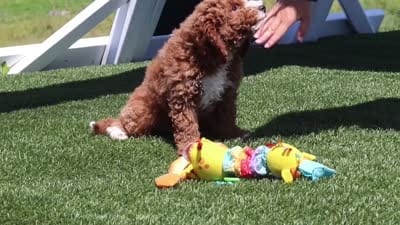 Cade, a male Goldendoodle for sale in Sugarcreek, OH – 5 of 5