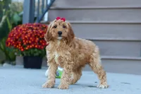 Jasmine, a female Miniature Labradoodle for sale in Sugarcreek, OH – 4 of 7