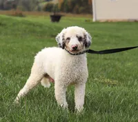 Daisy, a female Miniature Bernedoodle for sale in Sugarcreek, OH – Photo 6 of 6