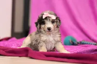 Daisy, a female Miniature Bernedoodle for sale in Sugarcreek, OH – Photo 1 of 6