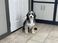 Daisy, a female Miniature Bernedoodle for sale in Sugarcreek, OH – Photo 5 of 6