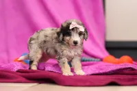 Daisy, a female Miniature Bernedoodle for sale in Sugarcreek, OH – Photo 4 of 6