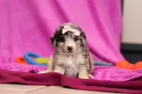 Daisy, a female Miniature Bernedoodle for sale in Sugarcreek, OH – Photo 2 of 6