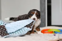 Danica, a female Miniature Bernedoodle for sale in Sugarcreek, OH – 3 of 8
