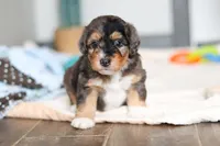 Duke, a male Miniature Bernedoodle for sale in Sugarcreek, OH – 5 of 10
