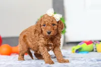 Macy, a female Miniature Goldendoodle for sale in Sugarcreek, OH – Photo 1 of 5