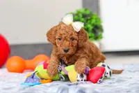 Macy, a female Miniature Goldendoodle for sale in Sugarcreek, OH – Photo 5 of 5