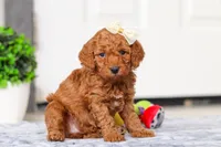 Macy, a female Miniature Goldendoodle for sale in Sugarcreek, OH – Photo 3 of 5